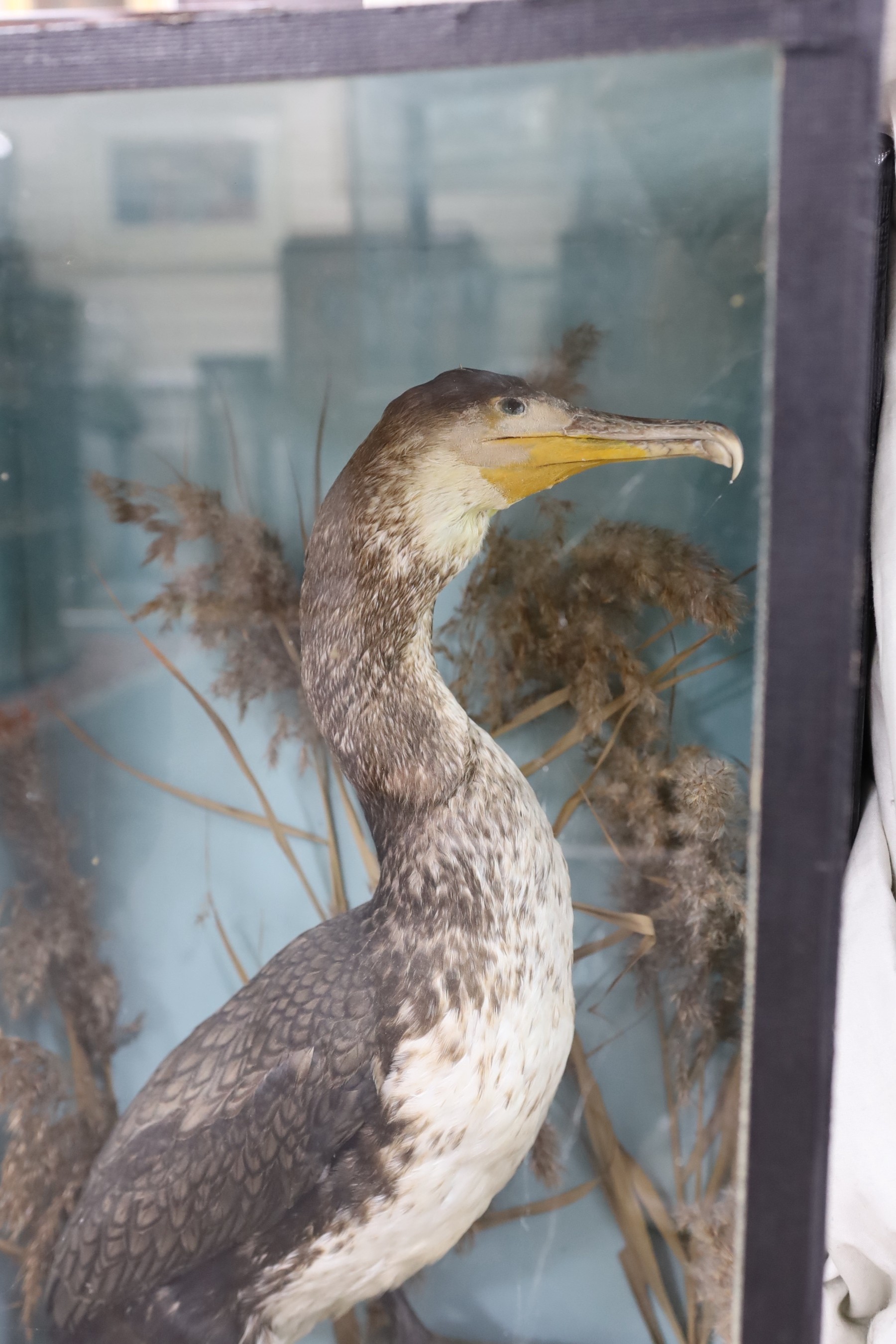 A cased taxidermic Great Cormorant, case 86cms high